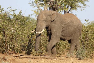 Afrikanischer Elefant / African elephant / Loxodonta africana