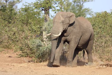 Afrikanischer Elefant / African elephant / Loxodonta africana