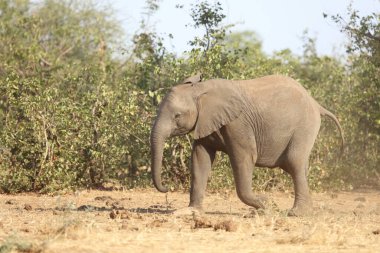 Afrikanischer Elefant / African elephant / Loxodonta africana