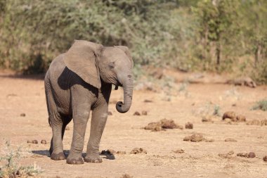 Afrikanischer Elefant / African elephant / Loxodonta africana