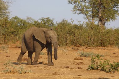 Afrikanischer Elefant / African elephant / Loxodonta africana