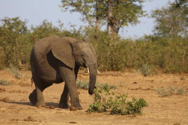 Afrikanischer Elefant / African elephant / Loxodonta africana