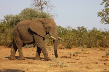 Afrikanischer Elefant / African elephant / Loxodonta africana