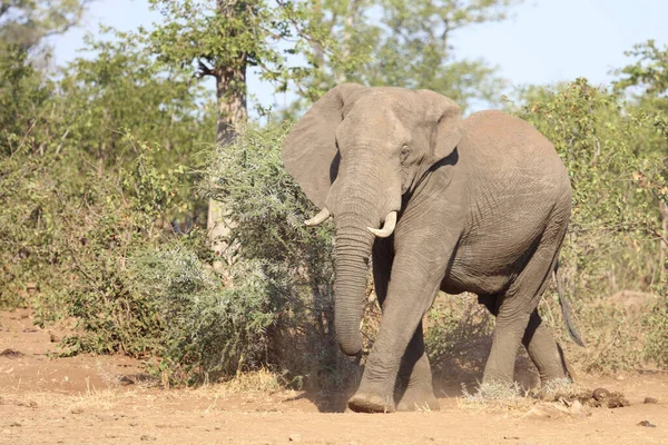 Afrikanischer Elefant African Elephant Loxodonta Africana — Stock fotografie