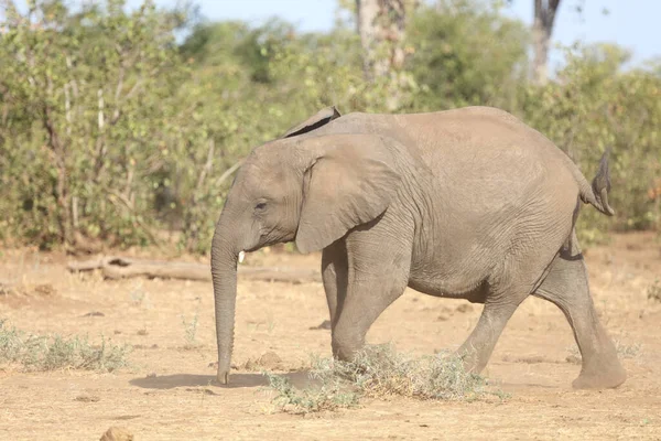 Afrikanischer Elefant African Elephant Loxodonta Africana — Stock fotografie