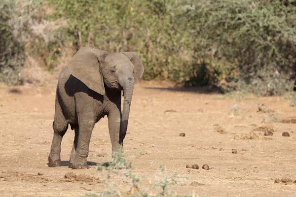 Afrikanischer Elefant African Elephant Loxodonta Africana — Stock Photo, Image