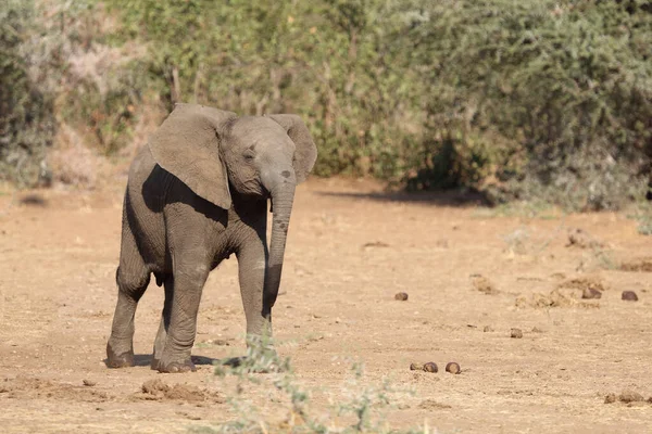 Afrikanischer Elefant African Elephant Loxodonta Africana — Stok fotoğraf