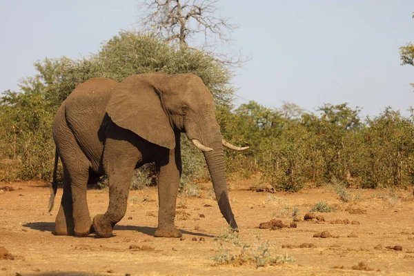 Afrikanischer Elefant African Elephant Loxodonta Africana — Foto de Stock