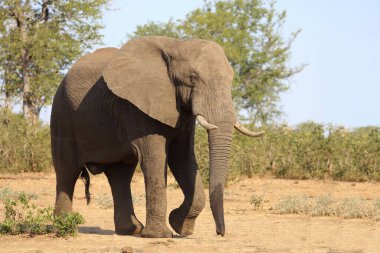 Afrikanischer Elefant / African elephant / Loxodonta africana