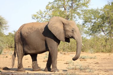 Afrikanischer Elefant / African elephant / Loxodonta africana