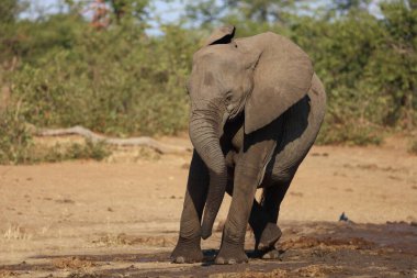 Afrikanischer Elefant / African elephant / Loxodonta africana