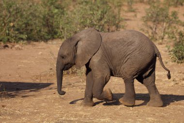 Afrikanischer Elefant / African elephant / Loxodonta africana