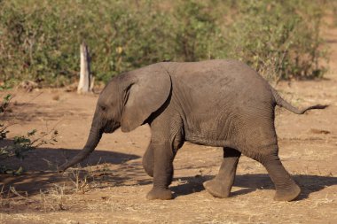 Afrikanischer Elefant / African elephant / Loxodonta africana