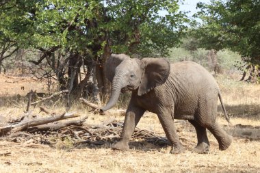 Afrikanischer Elefant / African elephant / Loxodonta africana