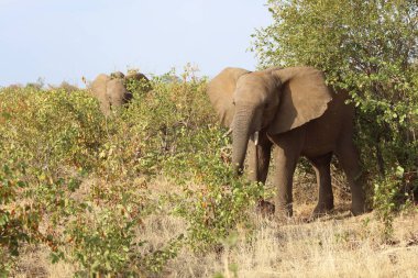 Afrikanischer Elefant / African elephant / Loxodonta africana