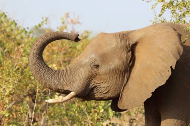 Afrikanischer Elefant / African elephant / Loxodonta africana