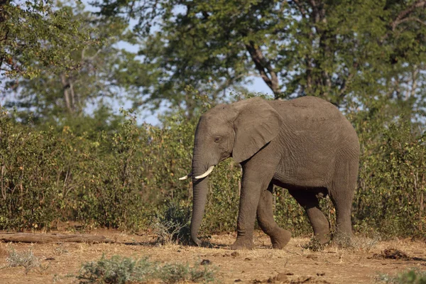 Afrikanischer Elefant African Elephant Loxodonta Africana — Fotografia de Stock