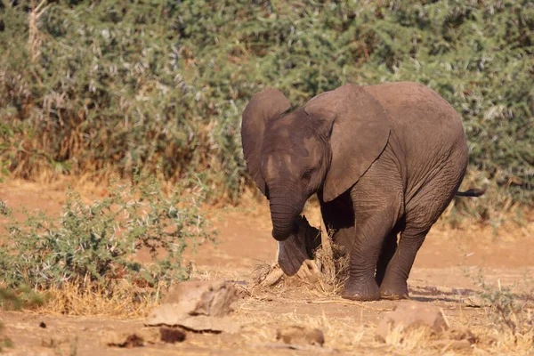 Afrikanischer Elefant African Elephant Loxodonta Africana — Stock Photo, Image