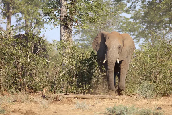 Afrikanischer Elefant African Elephant Loxodonta Africana — Fotografia de Stock