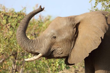 Afrikanischer Elefant / African elephant / Loxodonta africana