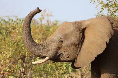 Afrikanischer Elefant / African elephant / Loxodonta africana