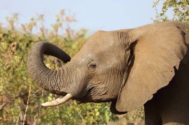 Afrikanischer Elefant / African elephant / Loxodonta africana