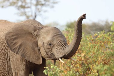 Afrikanischer Elefant / African elephant / Loxodonta africana