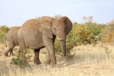 Afrikanischer Elefant / African elephant / Loxodonta africana
