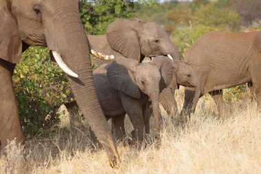 Afrikanischer Elefant / African elephant / Loxodonta africana