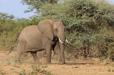 Afrikanischer Elefant / African elephant / Loxodonta africana