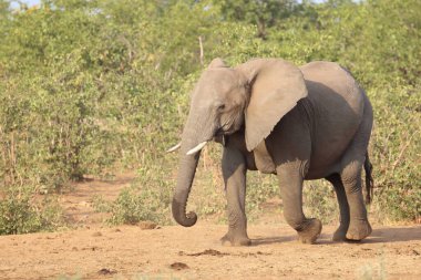 Afrikanischer Elefant / African elephant / Loxodonta africana