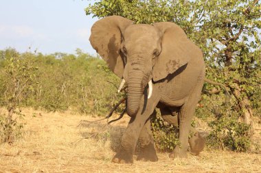 Afrikanischer Elefant / African elephant / Loxodonta africana