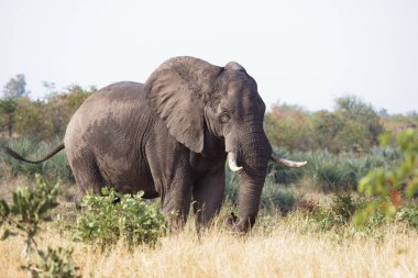 Afrikanischer Elefant / African elephant / Loxodonta africana