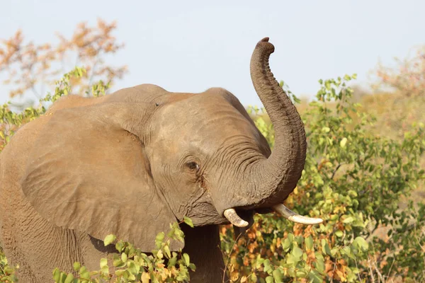 Afrikanischer Elefant / African elephant / Loxodonta africana