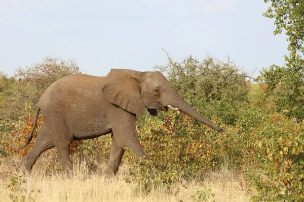 Afrikanischer Elefant African Elephant Loxodonta Africana — стокове фото