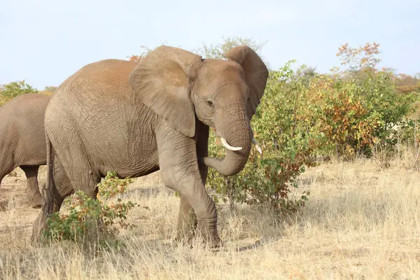 Afrikanischer Elefant African Elephant Loxodonta Africana — 스톡 사진