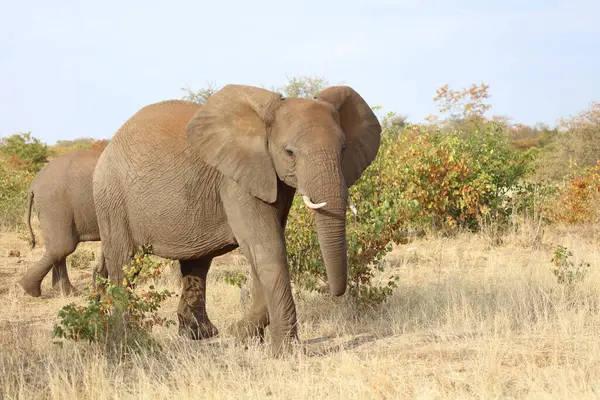 Afrikanischer Elefant African Elephant Loxodonta Africana — 스톡 사진