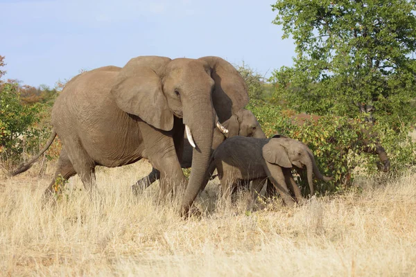 Afrikanischer Elefant Αφρικανικός Ελέφαντας Loxodonta Africana — Φωτογραφία Αρχείου