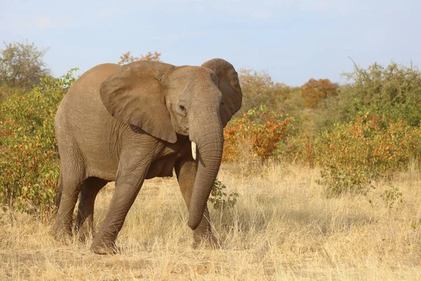 Afrikanischer Elefant African Elephant Loxodonta Africana — 스톡 사진