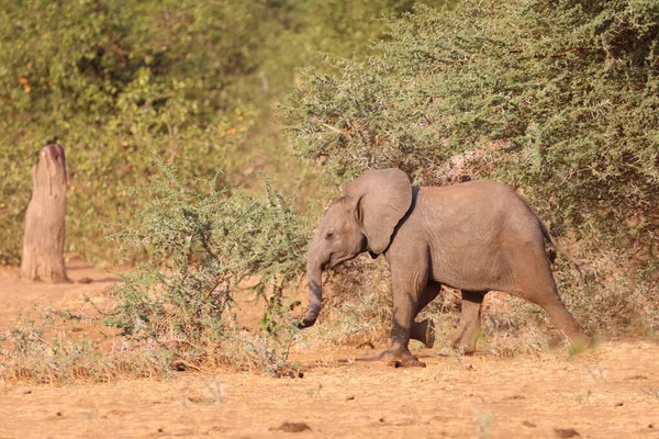 Afrikanischer Elefant African Elephant Loxodonta Africana — Stok fotoğraf