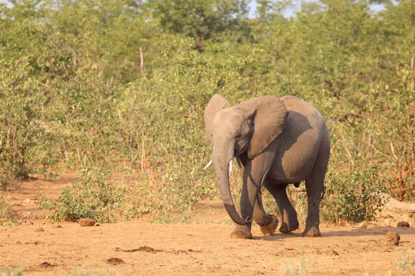 Afrikanischer Elefant African Elephant Loxodonta Africana — 图库照片