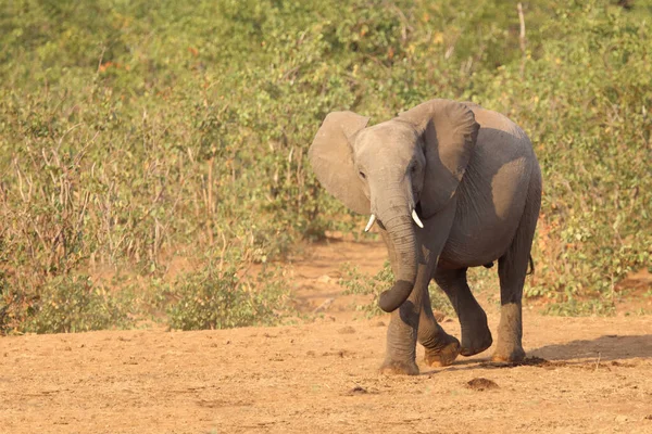 Afrikanischer Elefant African Elephant Loxodonta Africana — 图库照片