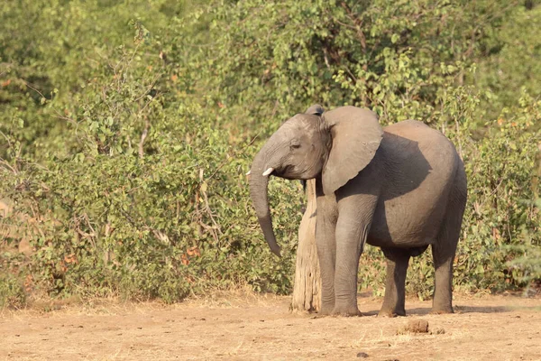 Afrikanischer Elefant African Elephant Loxodonta Africana — Stok fotoğraf