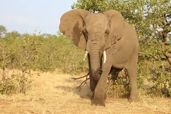 Afrikanischer Elefant African Elephant Loxodonta Africana — 스톡 사진