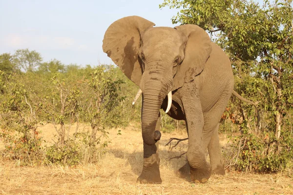 Afrikanischer Elefant African Elephant Loxodonta Africana — 스톡 사진