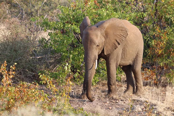 Afrikanischer Elefant African Elephant Loxodonta Africana - Stock-foto