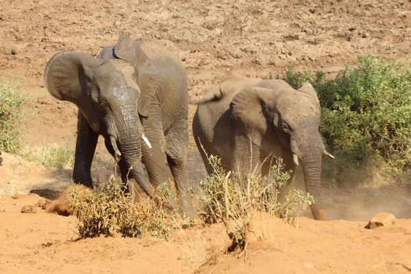 Afrikanischer Elefant African Elephant Loxodonta Africana — 스톡 사진