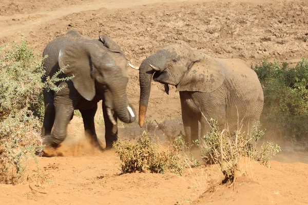 Afrikanischer Elefant African Elephant Loxodonta Africana — 스톡 사진