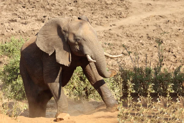 Afrikanischer Elefant African Elephant Loxodonta Africana — 스톡 사진