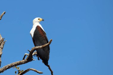 Afrikanischer Schreiseeadler / African fish-eagle / Haliaeetus vocifer